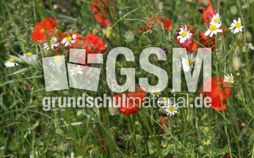 Feldrand-Mohn-091.jpg